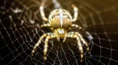 Spider cross: caracteristici și pericol pentru om
